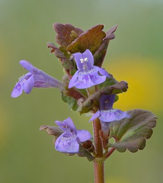 Glechoma hederacea