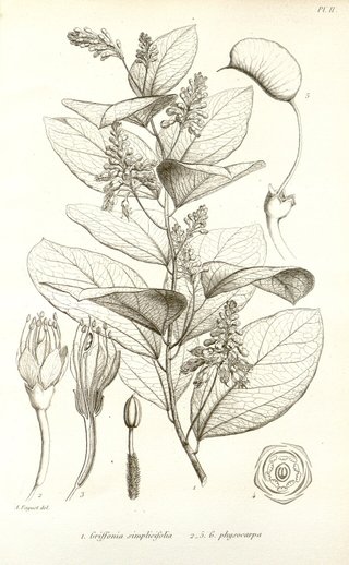 Griffonia simplicifolia