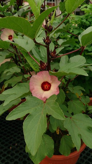 Hibiscus sabdariffa