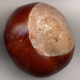 Horse-Chestnut Seed (Hippocastani semen)