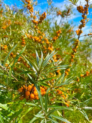 Hippophae rhamnoides