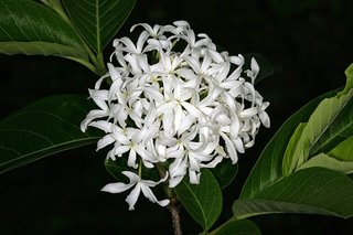 Holarrhena pubescens