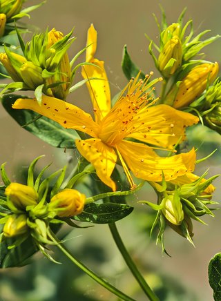 Hypericum perforatum