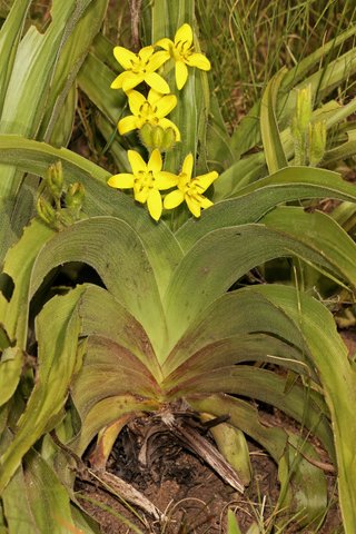 Hypoxis hemerocallidea