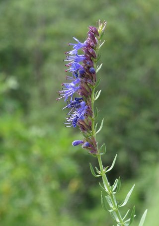 Hyssopus officinalis