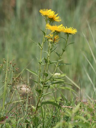 Inula britannica