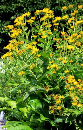 Inula helenium