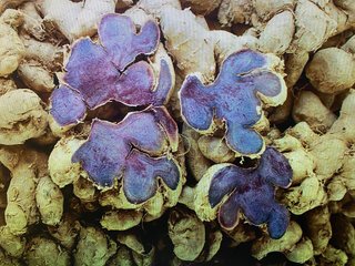 Kaempferia parviflora