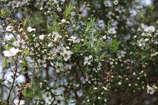 Leptospermum scoparium
