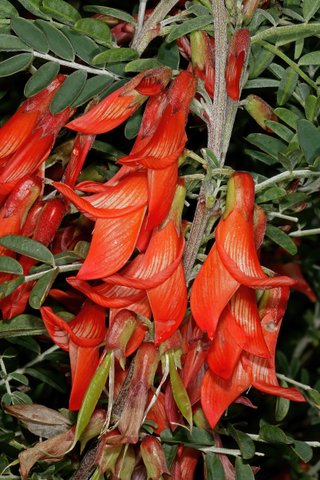 Lessertia frutescens