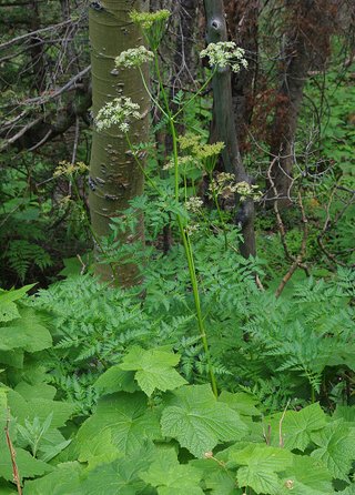 Ligusticum porteri