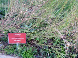 Linseed (Lini semen)