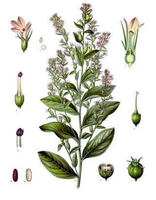 Lobelia inflata
