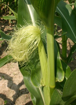 Corn silk (Maydis stigma)