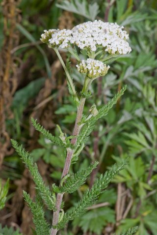 Yarrow (Millefolii herba)