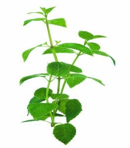 Minthostachys mollis