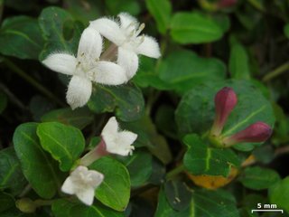Mitchella repens