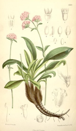 Nardostachys jatamansi