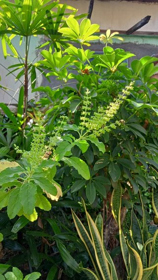 Ocimum tenuiflorum
