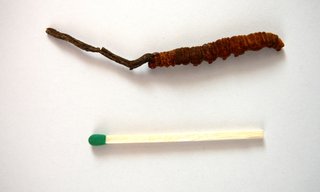 Ophiocordyceps sinensis