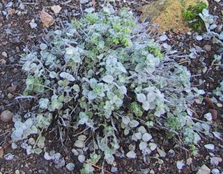 Origanum dictamnus