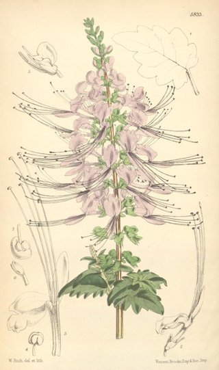 Orthosiphon stamineus