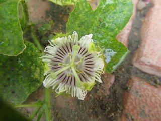 Passion Flower (Passiflorae herba)