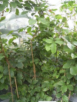 Guarana (Paulliniae semen)