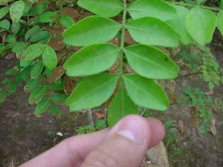 Pilocarpus microphyllus