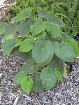Kava-kava (Piperis methystici rhizoma)