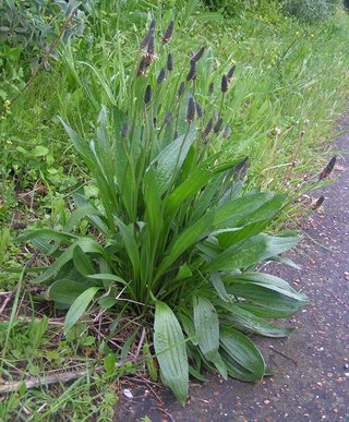 Ribwort Plantain (Plantaginis lanceolatae folium)