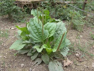 Plantago major
