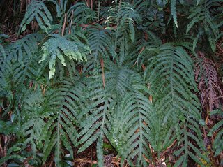 Polypodium leucotomos