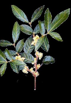 Ptychopetalum olacoides