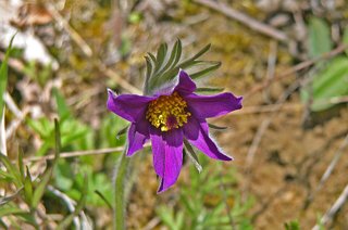 Pulsatilla vulgaris