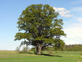 Quercus robur