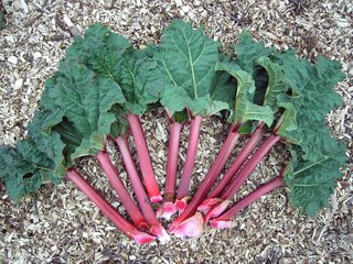 Rhubarb (Rhei radix)