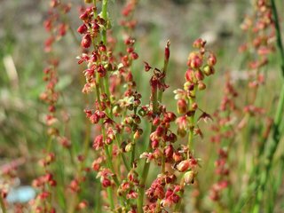 Rumex acetosella