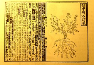 Saposhnikovia divaricata