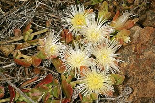 Sceletium tortuosum
