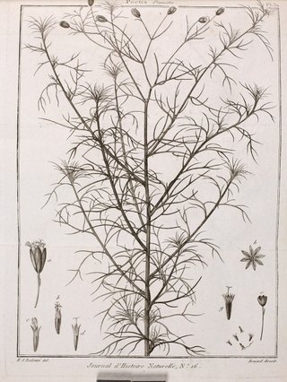Schkuhria pinnata