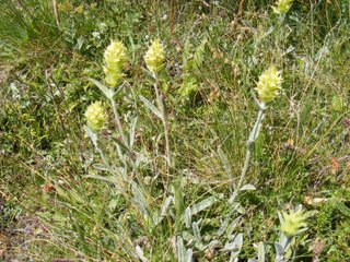 Ironwort (Sideritis herba)