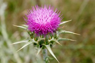 Silybum marianum