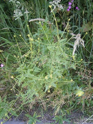 Hedge mustard (Sisymbrii officinalis herba)