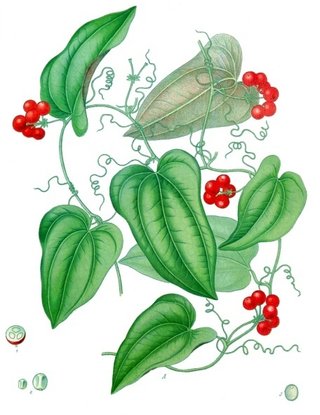 Smilax regelii