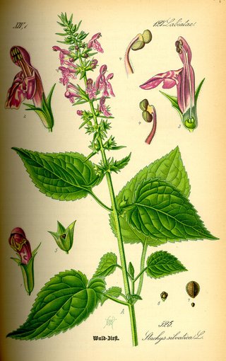Stachys sylvatica