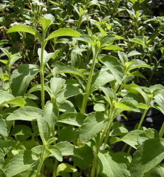 Stevia rebaudiana