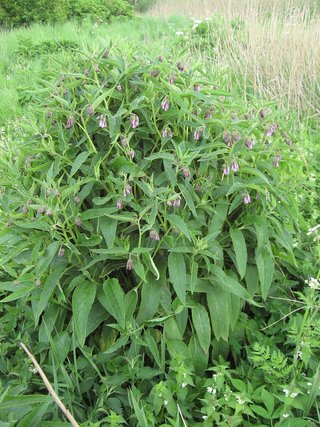 Symphytum × uplandicum