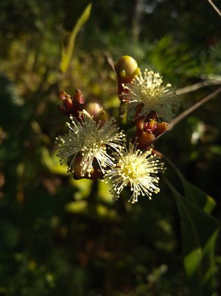 Syzygium aromaticum