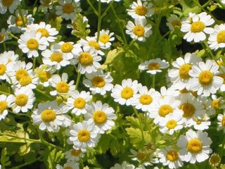 Feverfew (Tanaceti parthenii herba)